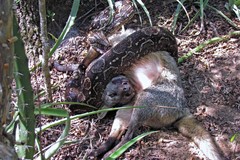 Boa constrictor occidentalis