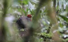 Haematortyx sanguiniceps