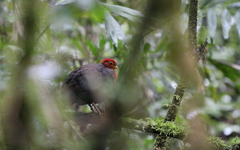 Haematortyx sanguiniceps