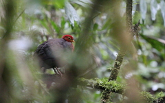 Haematortyx sanguiniceps