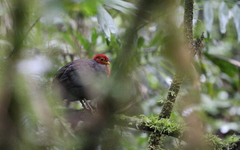 Haematortyx sanguiniceps