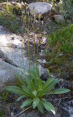 Primula jeffreyi