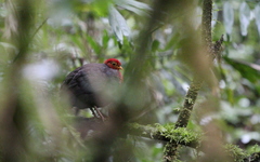 Haematortyx sanguiniceps