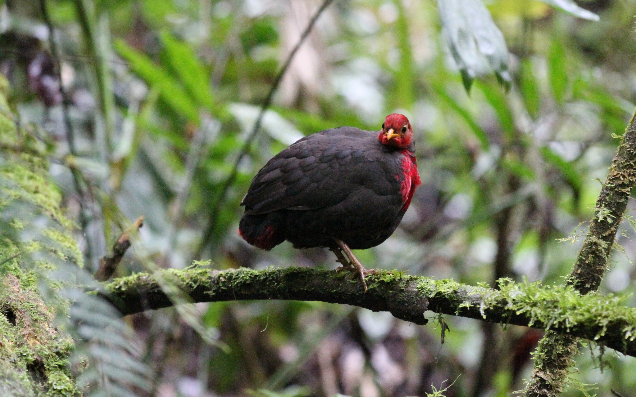 Crimson-headed Partridge illustration