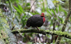 Haematortyx sanguiniceps