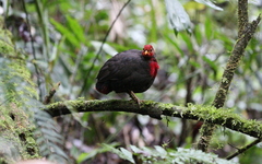 Haematortyx sanguiniceps