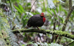 Haematortyx sanguiniceps