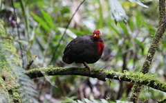 Haematortyx sanguiniceps