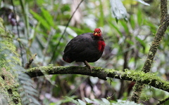 Haematortyx sanguiniceps
