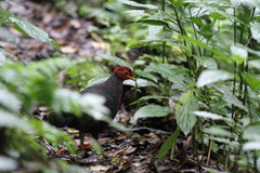 Haematortyx sanguiniceps