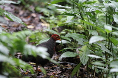 Haematortyx sanguiniceps