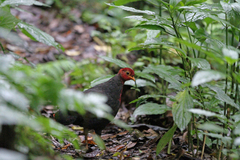 Haematortyx sanguiniceps