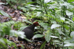 Haematortyx sanguiniceps