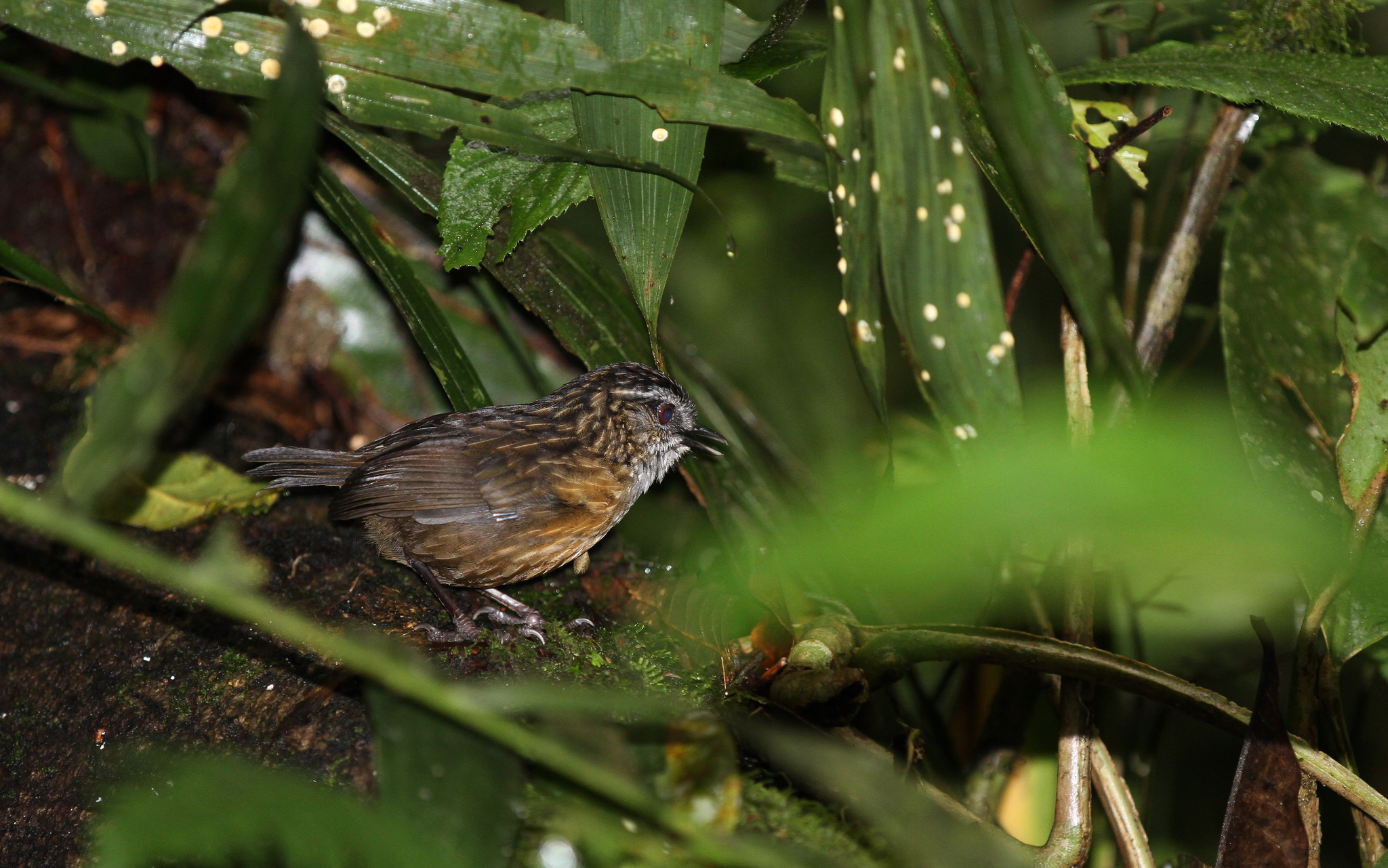 Mountain Wren-Babbler illustration