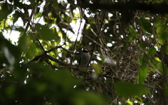 Chlamydochaera jefferyi