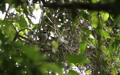 Chlamydochaera jefferyi