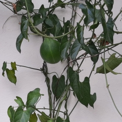 Gonolobus taylorianus