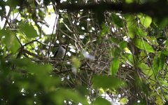 Chlamydochaera jefferyi