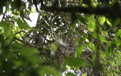 Chlamydochaera jefferyi