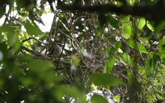 Chlamydochaera jefferyi