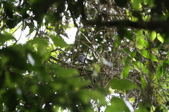 Chlamydochaera jefferyi