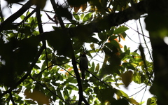 Chlamydochaera jefferyi