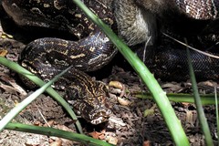 Boa constrictor occidentalis