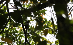 Chlamydochaera jefferyi