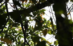 Chlamydochaera jefferyi