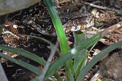 Boa constrictor occidentalis