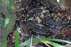 Boa constrictor occidentalis