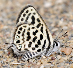 Tarucus theophrastus