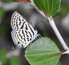 Tarucus theophrastus