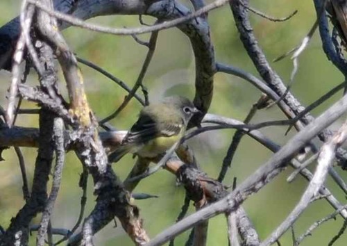 iNaturalist observation photo of Cassin's Vireo