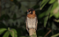 Strix leptogrammica