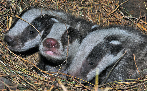 European Badger