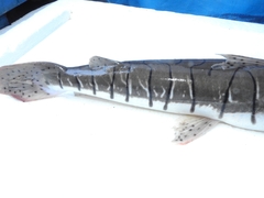 Pseudoplatystoma punctifer