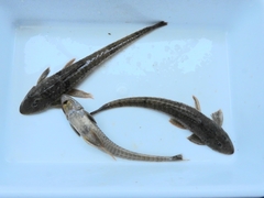 Loricariichthys
