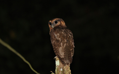 Strix leptogrammica