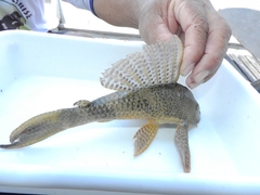 Hypostomus