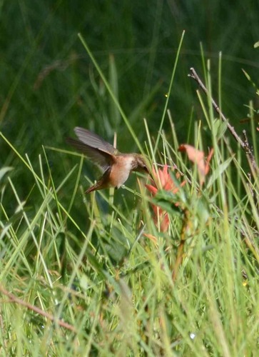 iNaturalist observation photo of Rufous Hummingbird