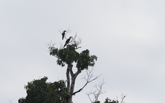 Anthracoceros malayanus