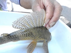 Hypostomus