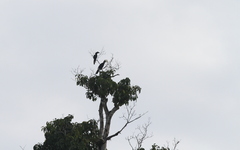 Anthracoceros malayanus