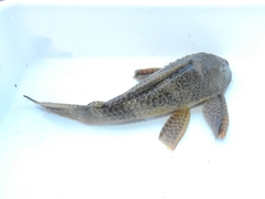 Hypostomus