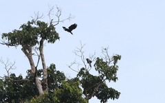 Anthracoceros malayanus