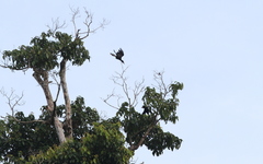 Anthracoceros malayanus