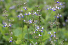 Salvia procurrens