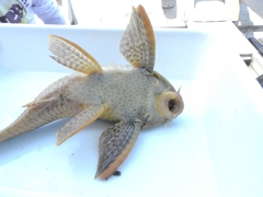 Hypostomus