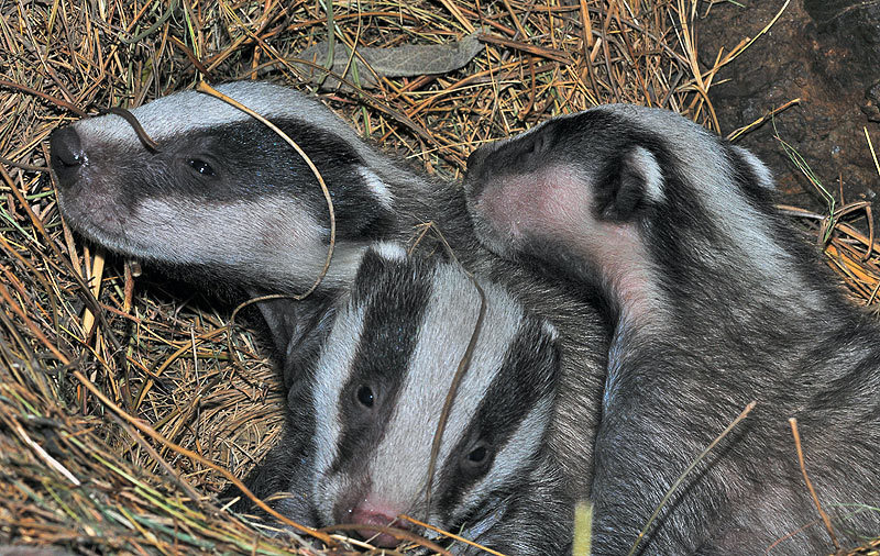 Eurasian Badgers (Meles) - Know Your Mammals